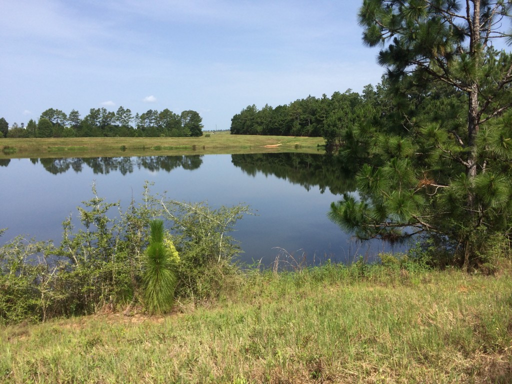 A catch and release pond at Whiting Field