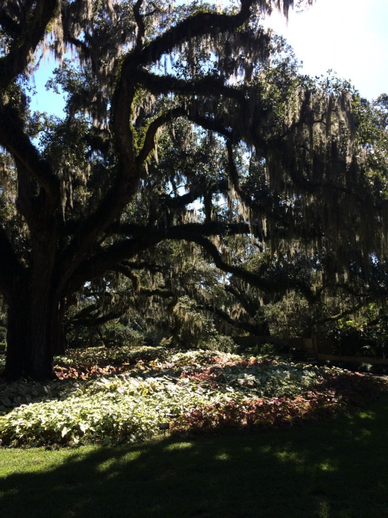 Brookgreen gardens