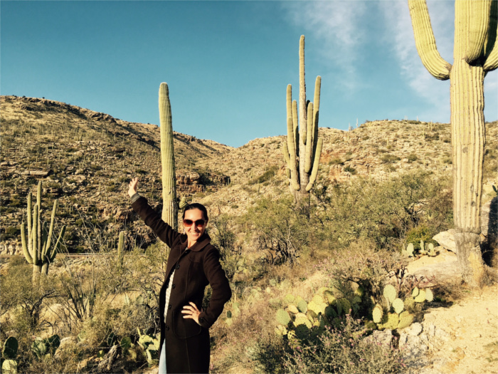 Saguaro Cacti Mount Lemmon Tucson