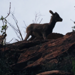 Baby Mountain Goat Zion National Park
