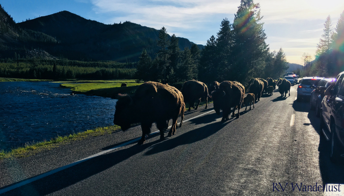 Bison Parade Yellowstone National Park
