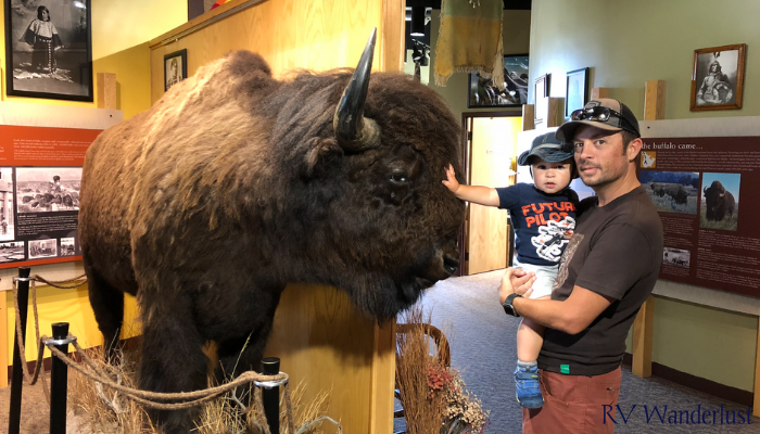 Tatanka Bison